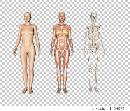 Human specimen muscle skeleton real 3DCG illustration material 14349714