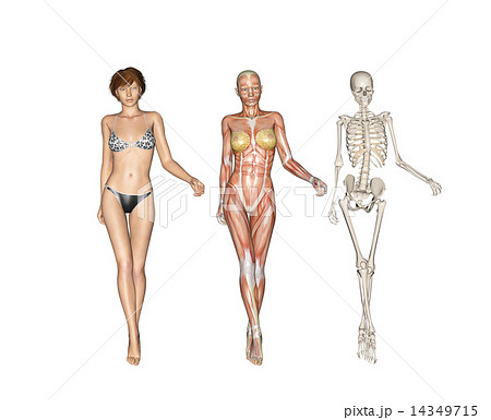 人体標本 筋肉 骨格 リアル３dcgイラスト素材のイラスト素材 14349715