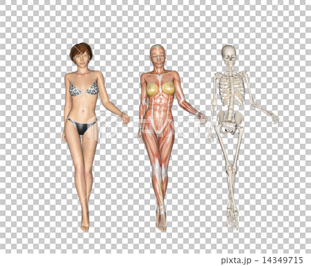 人的標本肌肉骨骼真正的3DCG例證材料 14349715