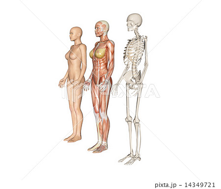 人体標本 筋肉 骨格 リアル３dcgイラスト素材のイラスト素材 14349721