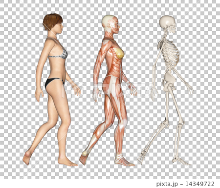 人的標本肌肉骨骼真正的3DCG例證材料 14349722