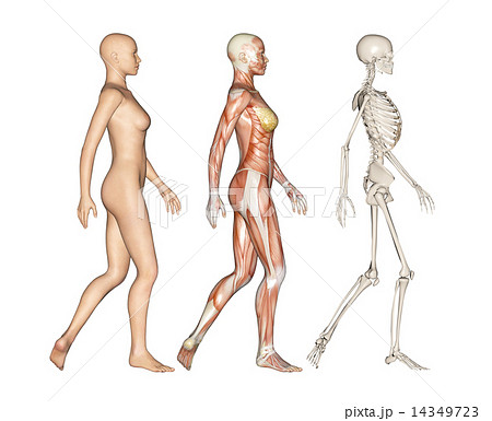 人体標本 筋肉 骨格 リアル３dcgイラスト素材のイラスト素材 14349723