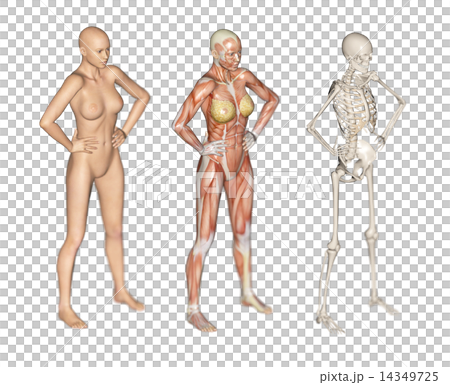 人的標本肌肉骨骼真正的3DCG例證材料 人的標本肌肉骨骼真正的3DCG例證材料 14349725