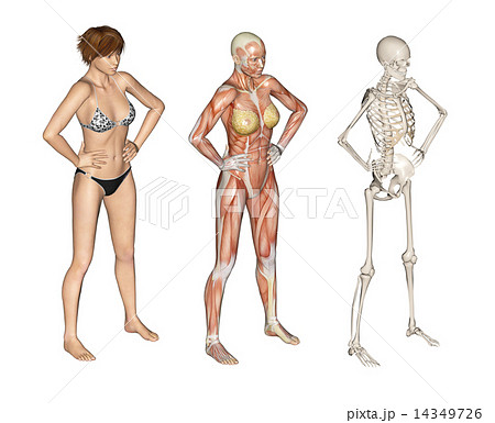 人体標本 筋肉 骨格 リアル３dcgイラスト素材のイラスト素材 14349726 Pixta