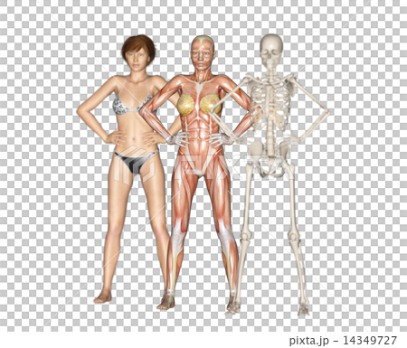 人体標本　筋肉　骨格　リアル３DCGイラスト素材 14349727