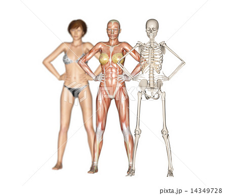 人体標本 筋肉 骨格 リアル３dcgイラスト素材のイラスト素材