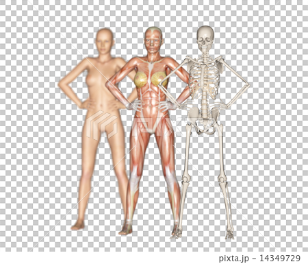 Human specimen muscle skeleton real 3DCG illustration material Human specimen muscle skeleton real 3DCG illustration material 14349729