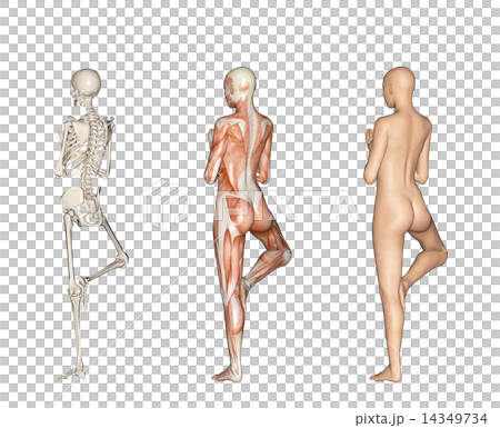 人的標本肌肉骨骼真正的3DCG例證材料 14349734