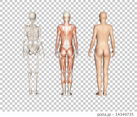 人的標本肌肉骨骼真正的3DCG例證材料 14349735