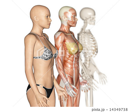 人体標本 筋肉 骨格 リアル３dcgイラスト素材のイラスト素材