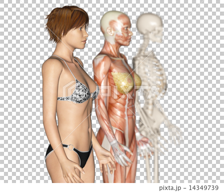 人的標本肌肉骨骼真正的3DCG例證材料 人的標本肌肉骨骼真正的3DCG例證材料 14349739