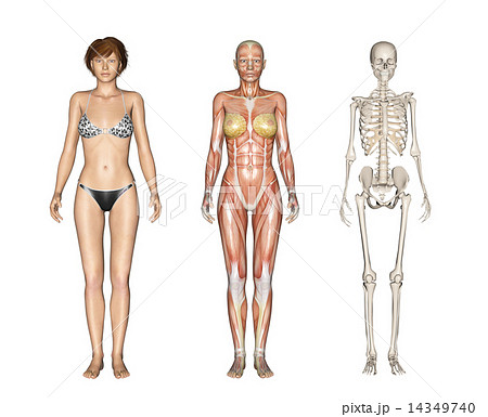 人体標本 筋肉 骨格 リアル３dcgイラスト素材のイラスト素材 14349740 Pixta