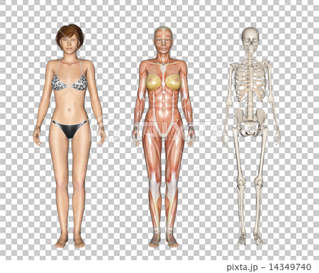 Human specimen muscle skeleton real 3DCG illustration material Human specimen muscle skeleton real 3DCG illustration material 14349740