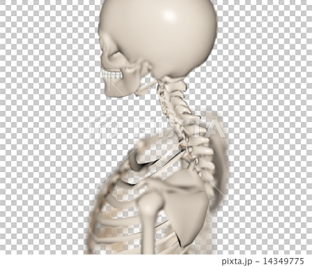 骨骼標本圖像真正的3D CG插圖素材 骨骼標本圖像真正的3D CG插圖素材 14349775