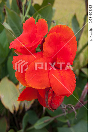 red canna flower plants 14349842