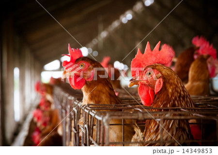 Eggs Chickens on the local farm Eggs Chickens on the local farm 14349853