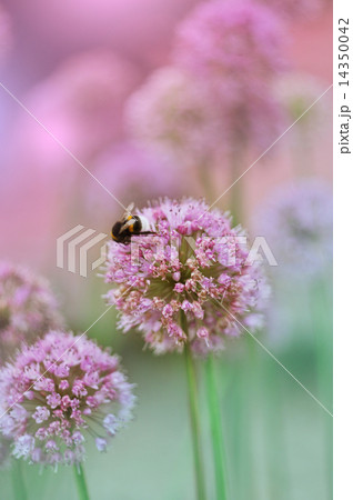 Flowering Onion Flowering Onion 14350042
