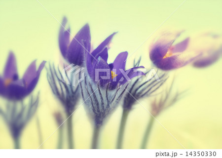 Violet flowers 14350330