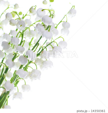 Lilies of the valley 14350361