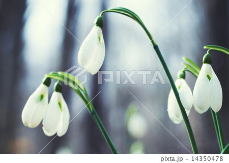 Spring flowers snowdrops Spring flowers snowdrops 14350478