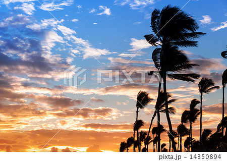 Palm trees silhouettes on colorful morning sky background 14350894