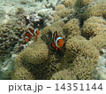 カクレクマノミのおうち 14351144