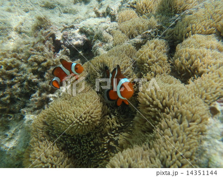 カクレクマノミのおうち 14351144