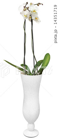 White orchids 14351719