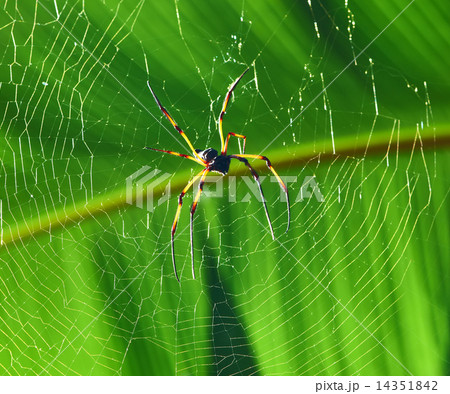 Giant wood spider - Nephila maculata / nephila pilipes Giant wood spider - Nephila maculata / nephila pilipes 14351842