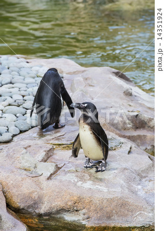 Penguin on the rocks on the background of water Penguin on the rocks on the background of water 14351924