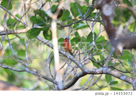 ヒメイソヒヨの雄 14353072