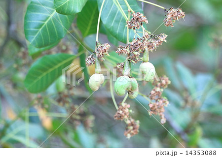 カシューナッツの実の写真素材