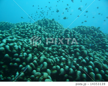 ブツブツサンゴと熱帯魚 ブツブツサンゴと熱帯魚 14353139