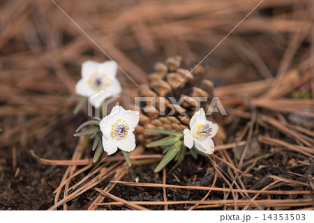 節分草 節分草 14353503