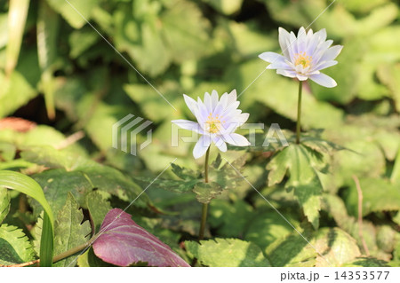 早春の草花　ユキワリイチゲ 14353577