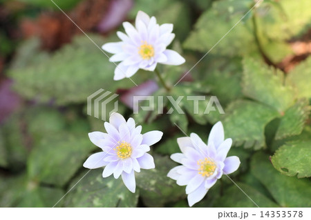 早春の草花 ユキワリイチゲ 早春の草花 ユキワリイチゲ 14353578