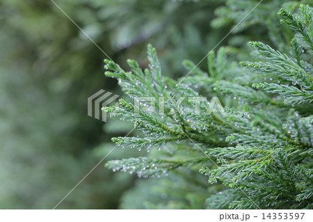 キタヤマスギの若葉と雨雫 キタヤマスギの若葉と雨雫 14353597