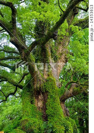 蒲生の大楠 蒲生の大楠 14353613