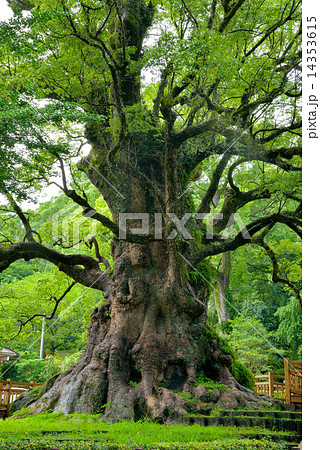蒲生の大楠 14353615
