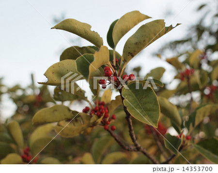葉と木の実 葉と木の実 14353700