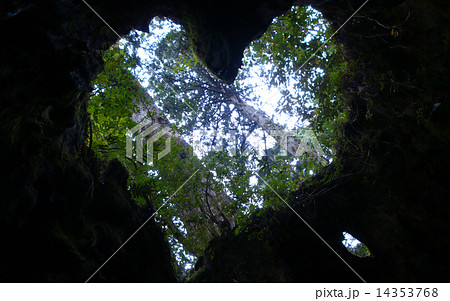 ウイルソン株 14353768