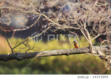 魚を捕えたカワセミ 14353904