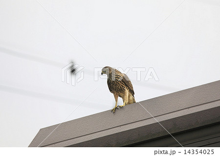 屋根の上の大鷹 14354025