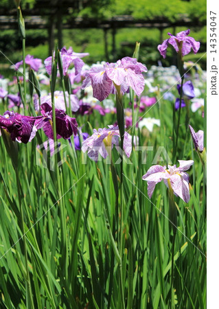 小石川後楽園の花菖蒲 14354047