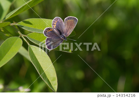 ミヤマシジミの雌 ミヤマシジミの雌 14354216