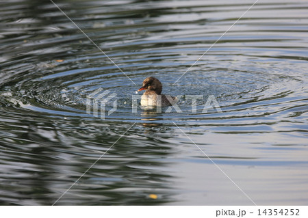 カイツブリの幼鳥 14354252