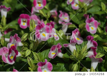 レトニア赤花 レトニア赤花 14354268