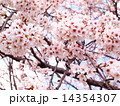 桜 14354307
