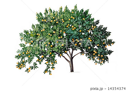 ミカンの木のスケッチ 植物画 果樹 みかんのイラスト素材