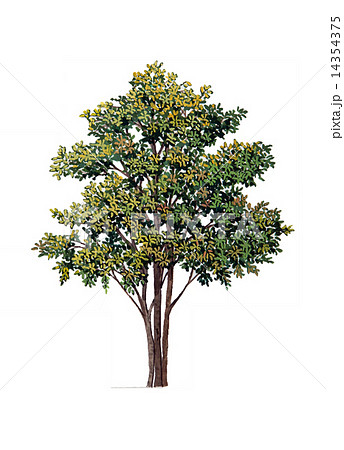 ムラサキシキブのスケッチ 庭木 落葉広葉樹 精密植栽画のイラスト素材